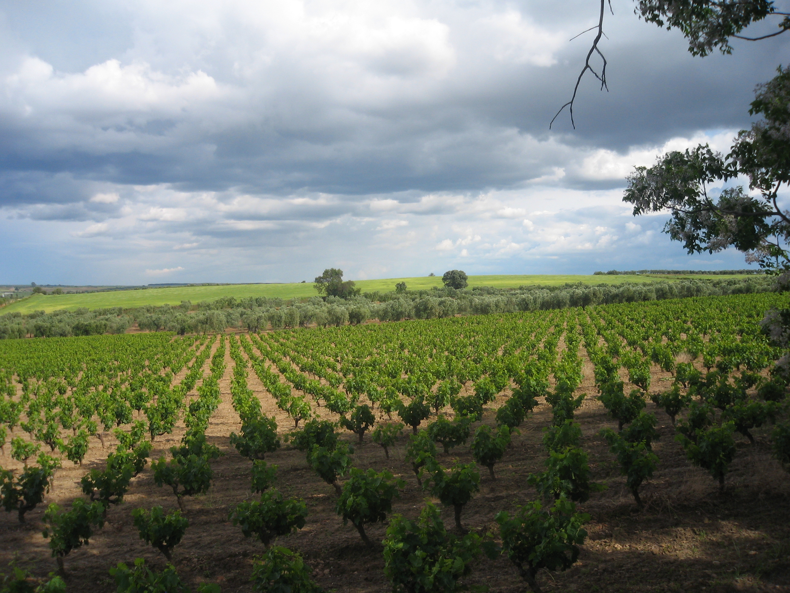 Reben und Olivenbäume bei Bollullos Par del Condado in Huelva, aufgenommen 2011