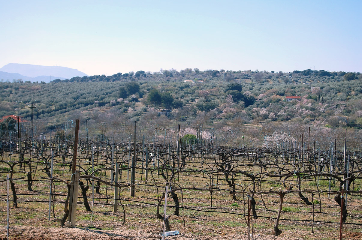 Reben in Winterruhe bei Bodegas Marcelino Serrano in Alcalá la Real, Jaén, aufgenommen im März 2008