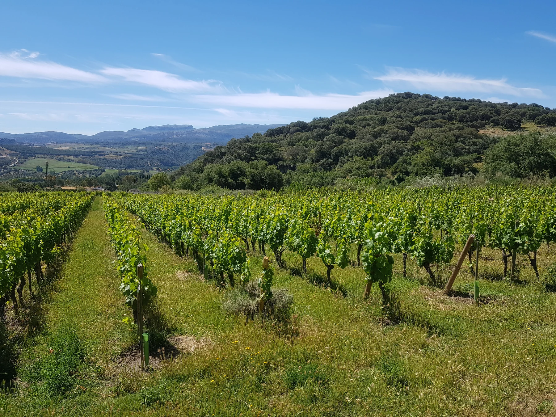 Vine rows at Finca la Sanguijuela, the F. Schatz estate near Ronda, with wooded hills beneath a blue sky